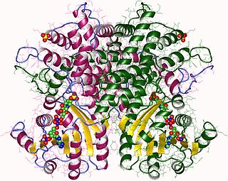 Phosphogluconate dehydrogenase (decarboxylating) enzyme