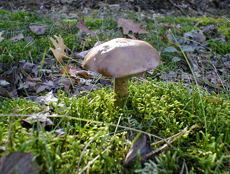 File:20041010 Baarlo Paddestoelen 40 (10026569014).jpg