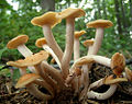 Armillaria tabescens (Physalacriaceae)