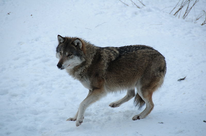 File:2010-01-23-schorfheide-by-RalfR-40.jpg