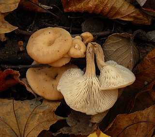 <i>Lentinellus micheneri</i> Species of fungus