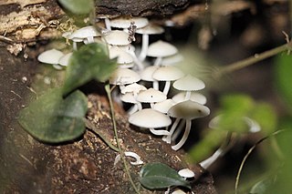 <i>Mycena illuminans</i> Species of fungus