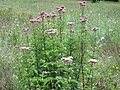 Eupatorium cannabinum (Gewöhnlicher Wasserdost)