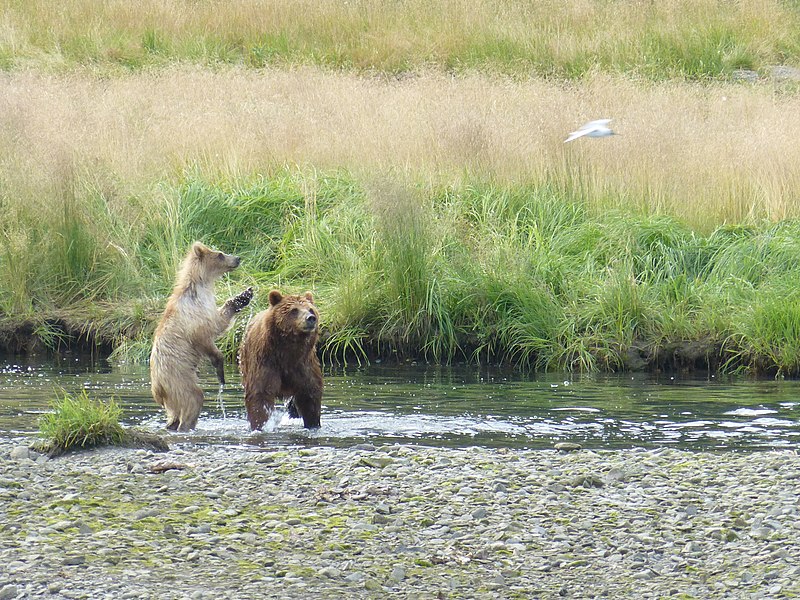 File:20130802-FS-Tongass-PackCreek-005 (14274969400).jpg