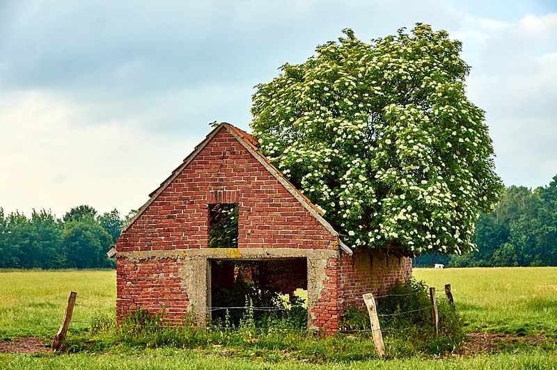 File:20150614 Scheune in Wennewick, Vreden (DSC00867).jpg