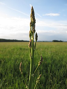 20180428Asparagus officinalis2.jpg