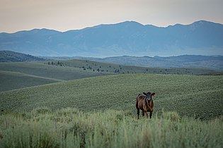 'n Angus-bees in die Amerikaanse deelstaat Montana