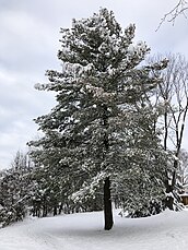 snowy landscape