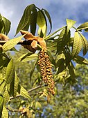 foliage