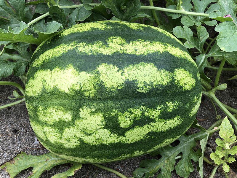 File:2023-09-17 16 15 05 A watermelon growing on a vine growing out of the crack in a concrete patio along Mercer County Route 526 (Robbinsville-Edinburg Road) in Robbinsville Township, Mercer County, New Jersey.jpg