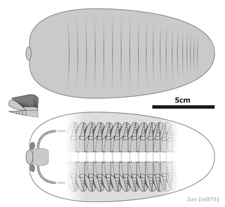 <i>Saperion</i> Extinct genus of arthropod