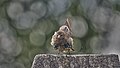 * Nomination European Starling Shakes off Sand after a dust bath. Old South Cemetery, East Hartford, CT USA --Pdanese 01:15, 10 August 2024 (UTC) * Promotion  Support Good quality. --Екатерина Борисова 01:50, 10 August 2024 (UTC)