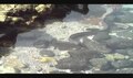 Tập tin:2 eels - Anguilliformes in a tidepool near Kona, Hawaii get into a fight.ogv