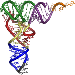 Rna Vận Chuyển