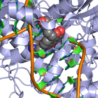 Human topoisomerase II beta in complex with DNA and mitoxantrone. PDB entry 4g0v.[12] Detail showing mitoxantrone (spheres) intercalated with DNA.