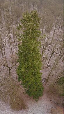 Küsten-Tanne im Schlossgarten Friedelhausen, Höhe ca. 59 Meter