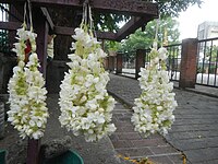 One form of sampaguita garland-making