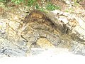 Pli anticlinal dans la falaise côté ouest de l'Anse du Bourg.