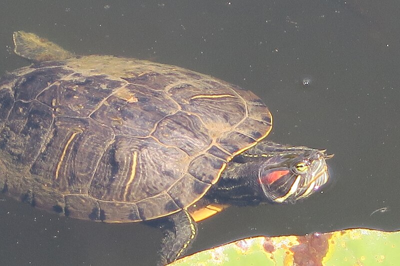 File:ATurtle.jpg