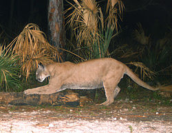 Puma - O felino brasileiro