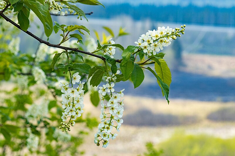 File:A branch of bird cherry on the background of the Ural expanses.jpg