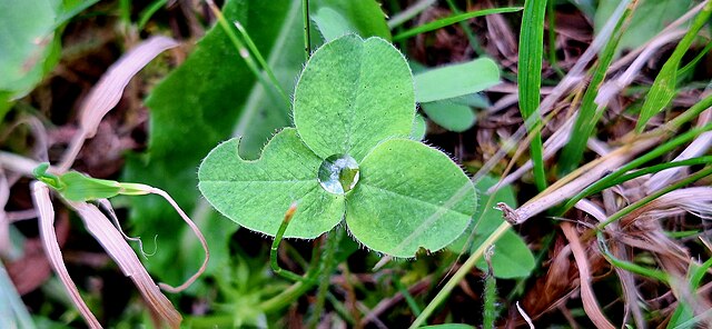 A clover with a dewdrop in the middle