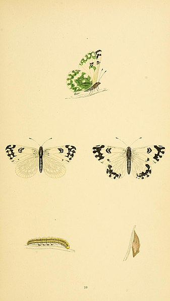 File:A history of British butterflies BHL14821144.jpg