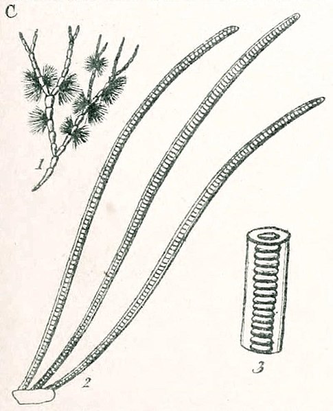 File:A manual of the British marine Algae BHL3158034-C.jpg