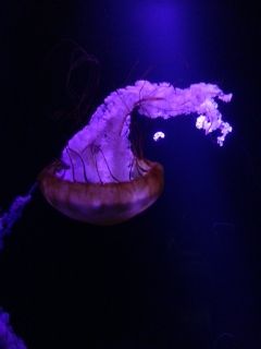 File:A relaxed Jelly Fish.jpg