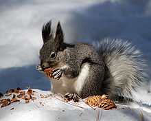 Abert's squirrel eating a ponderosa pinecone Aberts with pinecone.jpg