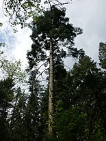 Abies specimen, whose role was probably covered by the makers of the Araucariopytis woods. Abies procera - Versuchsgarten Grafrath.jpg