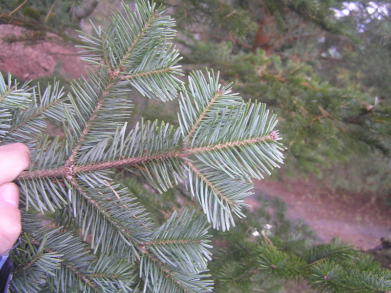 File:Abies sachalinensis zampach2.JPG