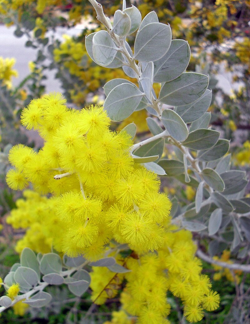 ファイル Acacia Podalyriifolia Jpg Wikipedia