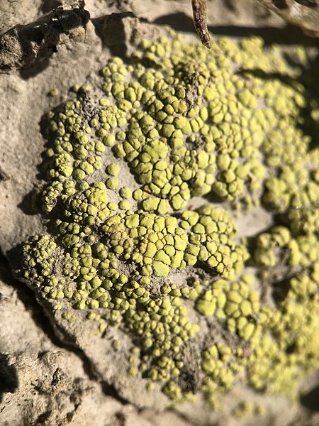 File:Acarospora schleicheri 32942628.jpg