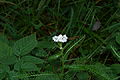 Achillea millefolium (8016799444).jpg