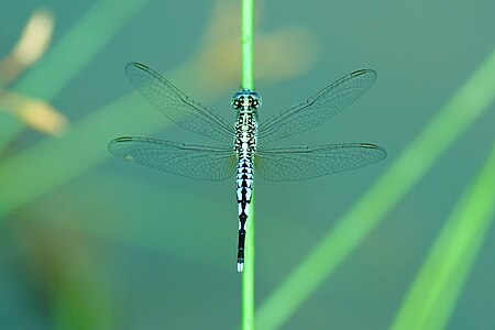 Tập_tin:Acisoma_panorpoides_03181.jpg