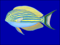 Dryžasis jūrų chirurgas (Acanthurus lineatus)