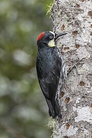 Acorn woodpecker - Wikipedia