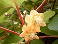 Actinidia chinensis MS0386.jpg