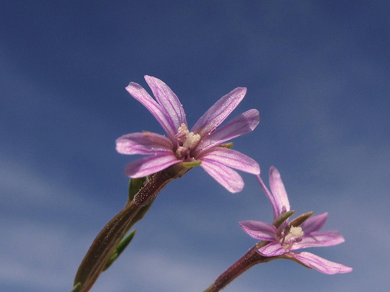 File:Adelfilla - Epilobium tetragonum (7964359426).jpg