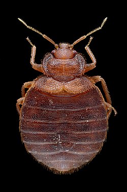 Adult Female Bed Bug - Cimex lectularius - Bug length approximately 5 mm.jpg