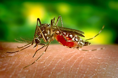 Tập tin:Aedes aegypti bloodfeeding CDC Gathany.jpg