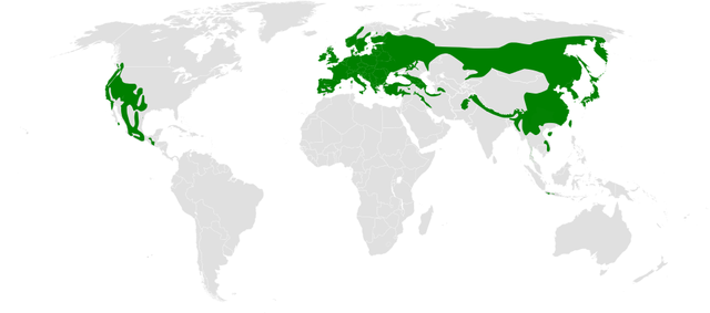 Мапа поширення довгохвостосиницевих
