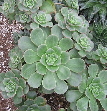 Aeonium haworthii - JBM.jpg