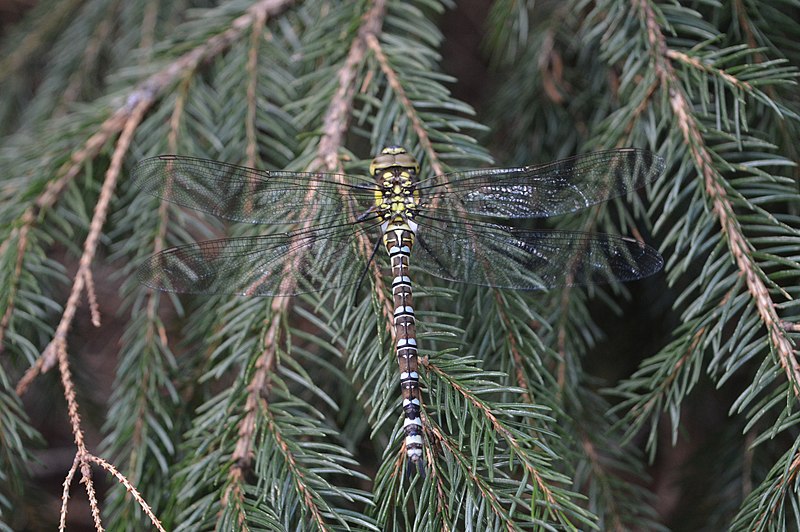 File:Aeshna cyanea4.jpg