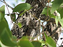 Hibou aux yeux fermés devant un tronc d'arbre de couleur similaire partiellement masqué par des feuilles vertes