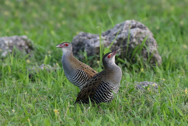 File:African crake, Crex egregia, Chobe National Park, Botswana (32305046981).jpg