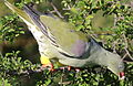 African green pigeon, Treron calvus, Kruger main road near Punda Maria turn-off, Kruger National Park, South Africa (25609901213).jpg