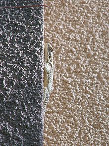 Agama Lizard on Wall2.jpg