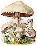 Vignette pour Champignon à lames